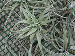 TILLANDSIA : HARRISII